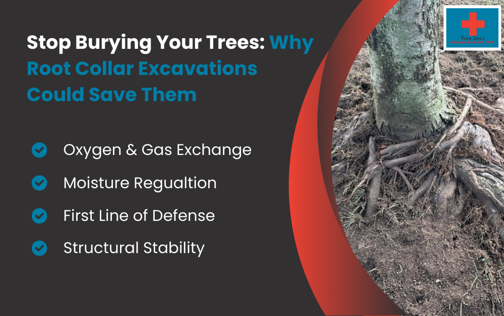 Tree Collar Infographic