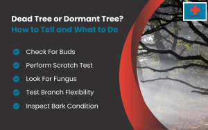 Dead Tree or Dormant Tree Infographic