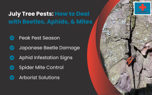 July Tree Pests Infographic