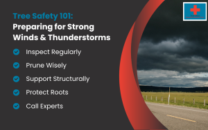 Tree Safety Infographic (Preparing for Storms)