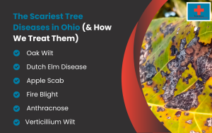 The Scariest Tree Diseases in Ohio (& How We Treat Them) Infographic