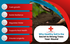 Why Healthy Soil Is the Secret to Strong Trees Year-Round Infographic