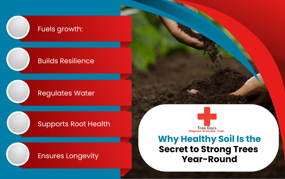 Why Healthy Soil Is the Secret to Strong Trees Year-Round Infographic