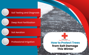 How to Protect Trees from Salt Damage This Winter Infographic