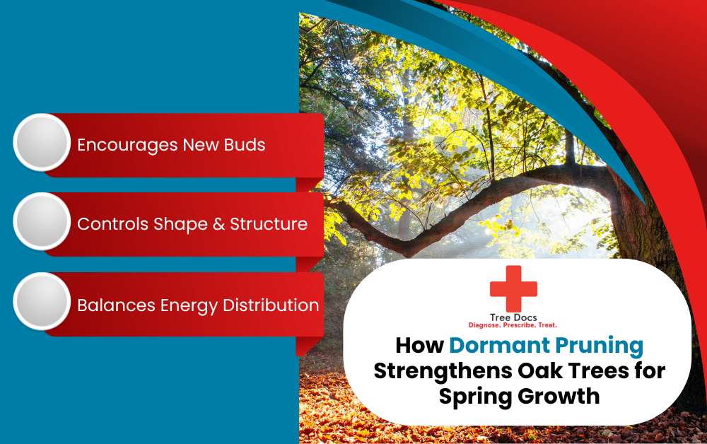 How Dormant Pruning Strengthens Oak Trees for Spring Growth Infographic