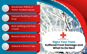 frost protection for trees