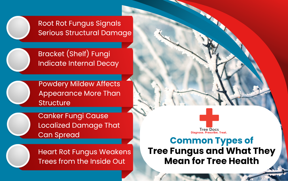 tree fungus